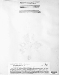 Image of Epithele typhae